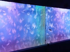 -左海海底世界