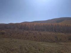 -塞罕坝国家级自然保护区