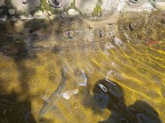 -土砂锅生态山庄·非遗砂锅雅鱼