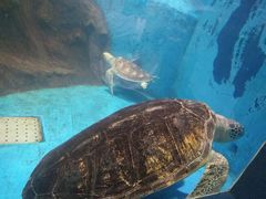 -秦皇岛新澳海底世界