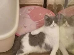 -猫大福·Fortune Cat猫舍(百子湾店)