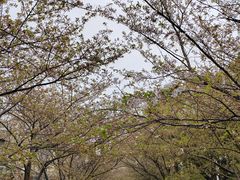 -高东镇樱花园