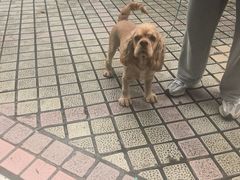 -安安宠医宠物医院·异宠·犬猫内科(岳阳分院)