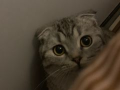 -瑞鹏宠物医院·超声·骨科·奇麟分院(蜀都万达店)