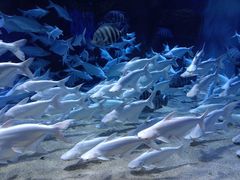 -成都浩海立方海洋公园