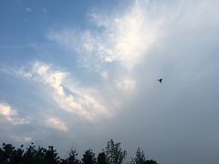 -元一希尔顿酒店·禅自助餐厅·啤酒花园
