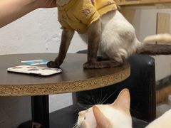 -猫色咖啡·猫咖