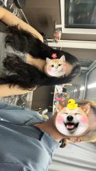 -MY HAIR ARDOR