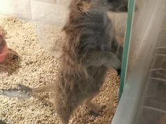 -平行世界·猫咖(首经贸店)