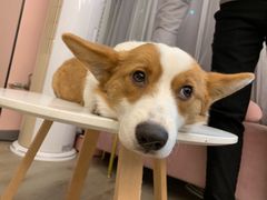 -浣熊柯尔鸭土拨鼠·电玩咖