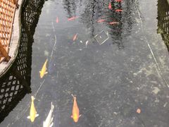 -九尺赵老四鲜鹅肠火锅