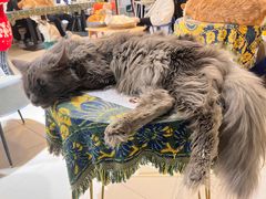 -平行世界·猫咖(首经贸店)