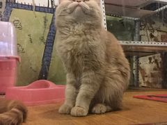 -火焰枪蛋·烧烤(奉天街店)