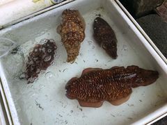 -拉威海鲜市场