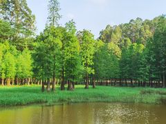 -番禺大夫山森林公园