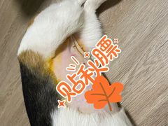 -柏萃动物医院·骨科·牙科