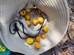 -塘栖枇杷特色园区