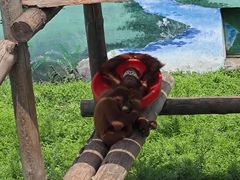 -西霞口神雕山野生动物世界