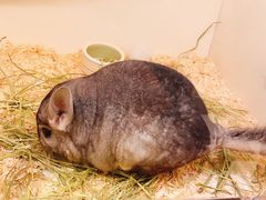 -龙猫仔乐园(惠福东路店)