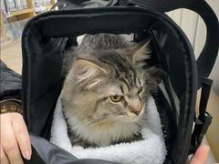 -美联众合动物医院·24h转诊中心