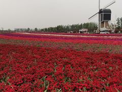-荷兰花海