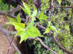iphone_upload_pic-天鹅湖体育公园
