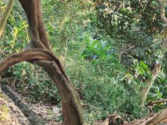 -广西壮族自治区药用植物园