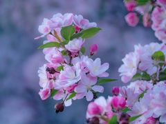 -海棠花溪(元大都城垣遗址公园)