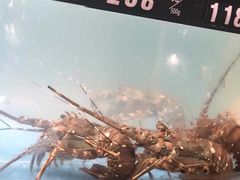 -五谷芳乳鸽王（大梅沙总店C区）(网红打卡店)