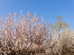 -永定河休闲森林公园