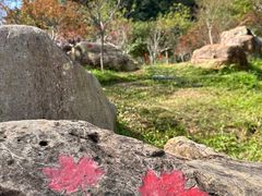 -广州市帽峰山景区