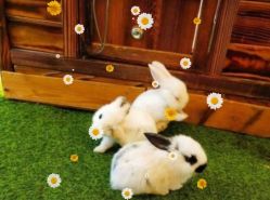 -萌宠亲子动物乐园(槐房万达店)