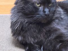 -艾吉宠物医院·疑难杂症转诊中心·猫友好(碧江路院)