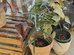 -自由生长植物工作室(深港花卉中心店)