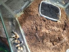 -上海大自然野生昆虫馆(东方明珠·爬宠昆虫探索中心)