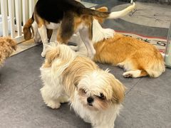 -有喵·猫咖·狗咖·30几只猫10只小狗(岗厦店)