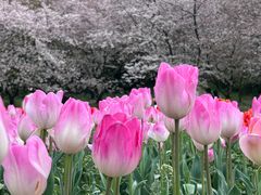 -苏州上方山国家森林公园