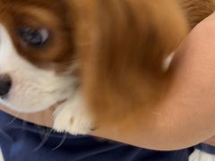 -宠颐生猫科·内科皮肤科(西平世纪城店)