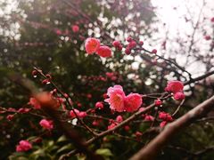 -杭州植物园