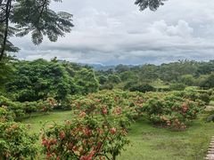 -中国科学院西双版纳热带植物园