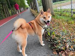 -上海长兴岛郊野公园
