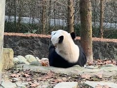 -都江堰中华大熊猫苑
