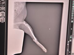 -爱侣宠医·鹦鹉专科·小型哺乳类·异宠专科(灵石路店)