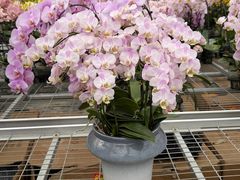 -龙大花卉苗木市场