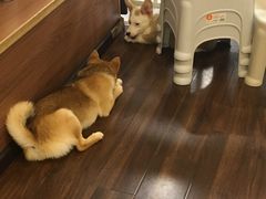 -柯斗斗主题餐厅·狗咖·围炉煮茶·茶饮(国瑞升平里店)