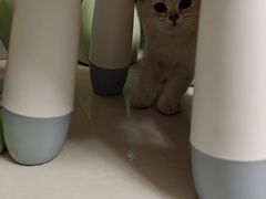 -欣宠猫屋·矮脚拿破仑·蓝金金渐层