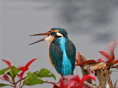 -重庆彩云湖湿地公园