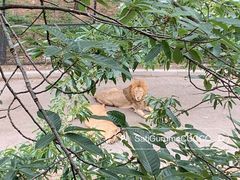 -大连森林动物园