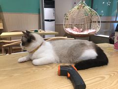 -绒爪撸猫下午茶·猫咖