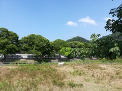 -红山村